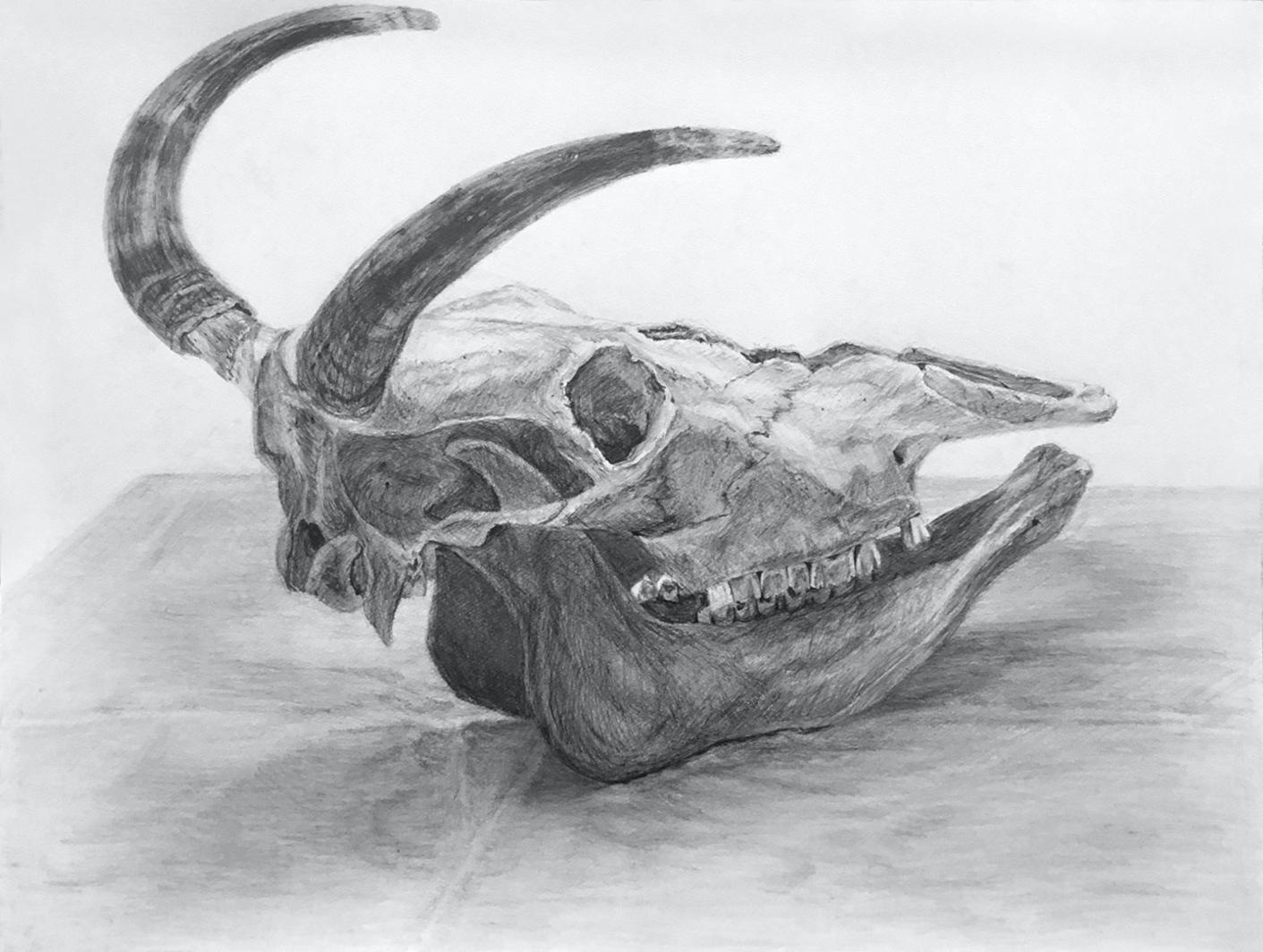 基礎科 土日・日曜クラスのデッサンと体験授業 | すいどーばた美術学院